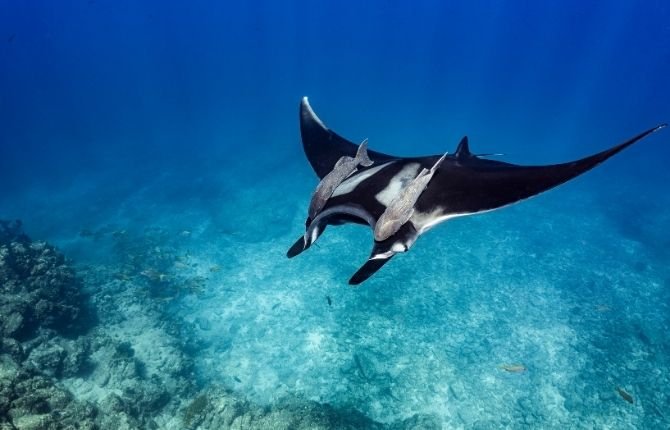 Swimming with manta ray while snorkeling at Manta Bay Nusa Penida Bali